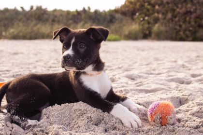 Revista Servioeste Sade e Meio Ambiente Dicas para dias quentes com animais de estimao Trocar a água duas ou três vezes por dia Tosar o pelo, quando possível Ao passear, levar uma garrafa de água para...